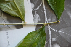 Pombalia prunifolia