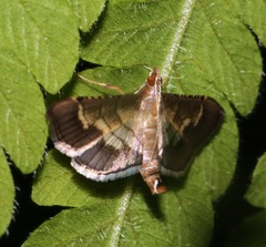 Spilomelini