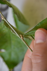 Pombalia prunifolia