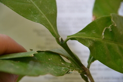 Coussarea curvigemmia