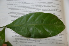 Coussarea curvigemmia