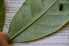 Coussarea curvigemmia