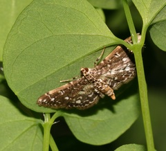 Metoeca nymphulalis