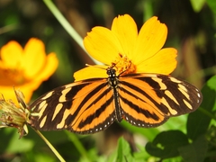 Eueides isabella eva