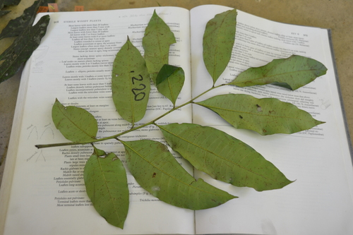 Trichilia tuberculata, photograph 2