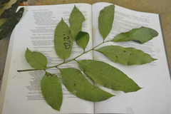 Trichilia tuberculata