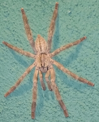 Poecilotheria fasciata