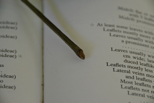 Trichilia tuberculata, photograph 3