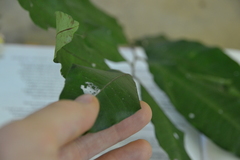 Trichilia tuberculata