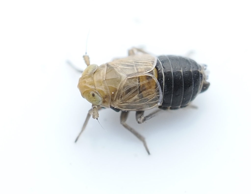 Kosswigianella spinosa