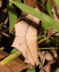 Timandra convectaria