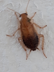 Latiblattella tarasca