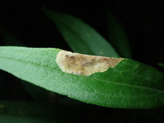 Calycomyza solidaginis