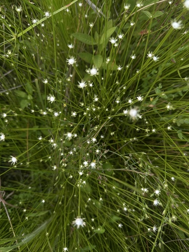 Eriocaulon decemflorum iNat (3)