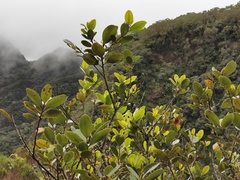 Sideroxylon borbonicum