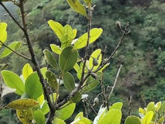 Sideroxylon borbonicum