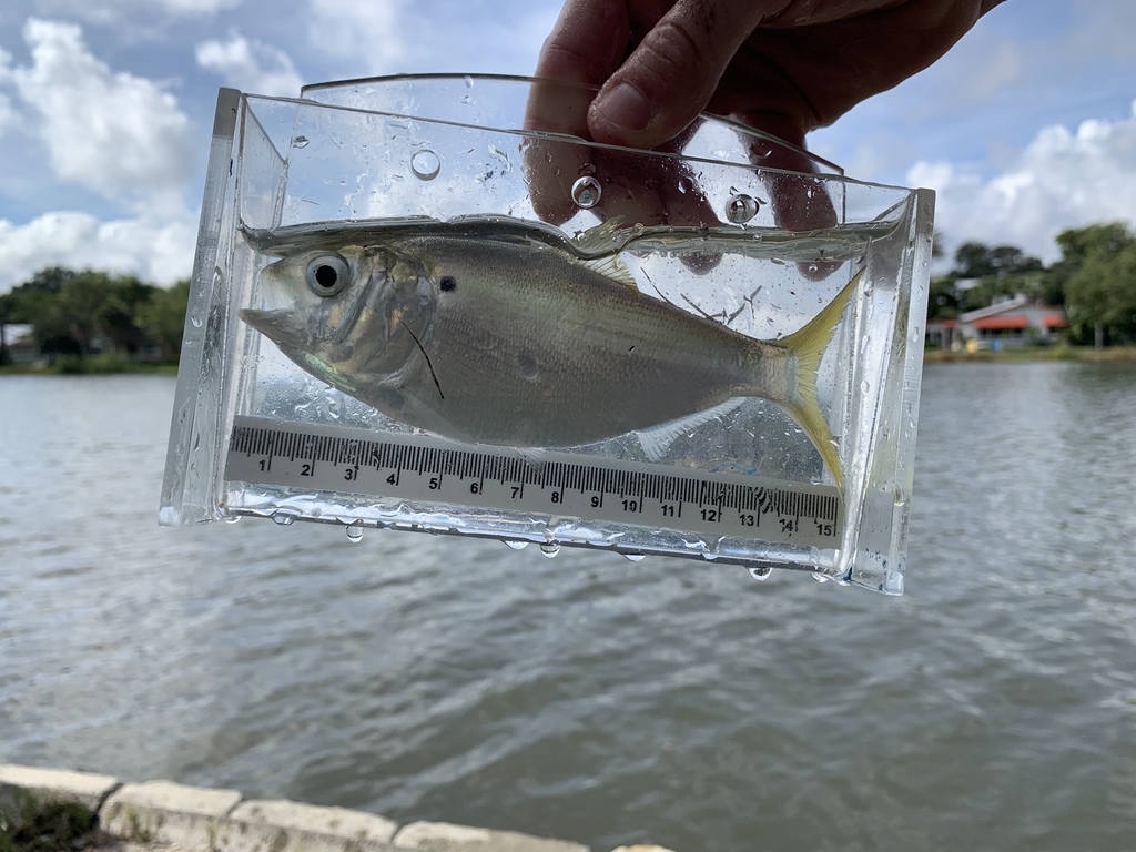 Yellowfin Menhaden