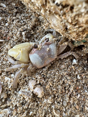 Ocypode sinensis