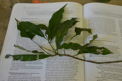 Erythroxylum panamense