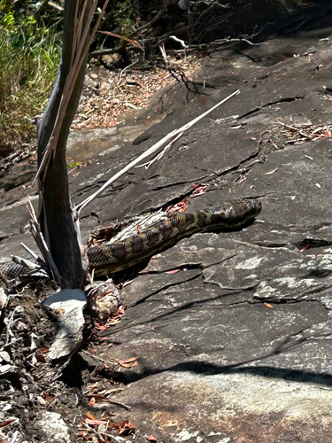Coastal Carpet Python sighting