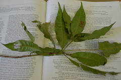 Erythroxylum panamense