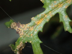 Puccinia lagenophorae