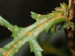 Puccinia lagenophorae