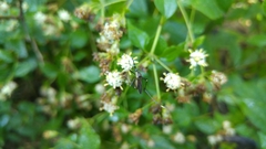 Toxorhynchites theobaldi