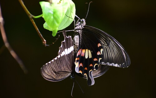 Common Mormon Swallowtail, photo 5 of 8