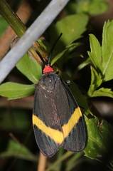 Pidorus