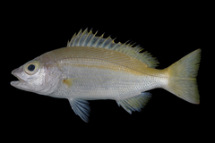 Yellowfin Snapper photo 2