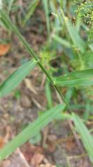 Panicum sarmentosum