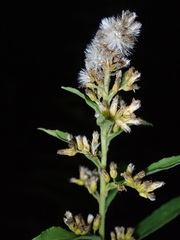 Solidago canadensis canadensis