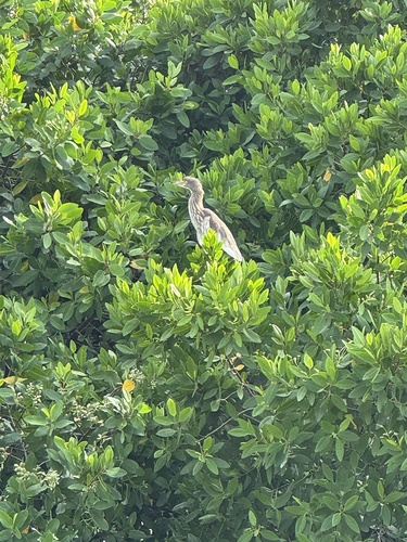 Chinese Pond-Heron