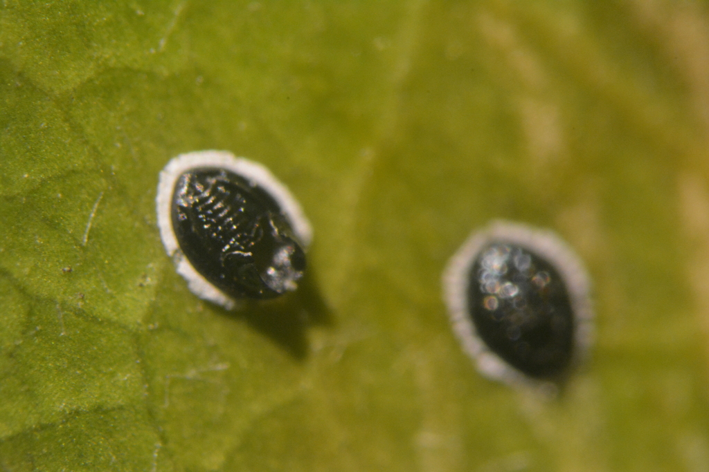 Acacia whitefly
