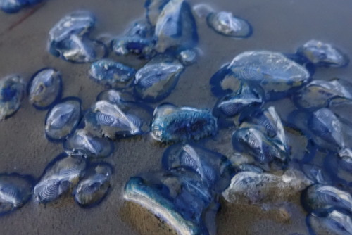 photo of By-the-wind Sailor (Velella velella)