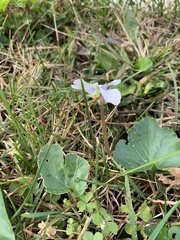 Viola sororia priceana