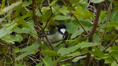 Parus minor