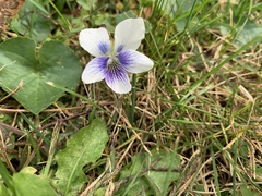 Viola sororia priceana