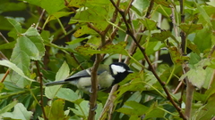 Parus minor