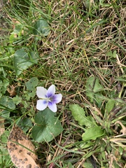 Viola sororia priceana