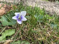 Viola sororia priceana