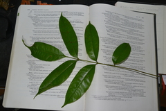 Tetragastris panamensis