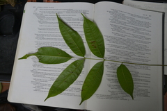 Tetragastris panamensis