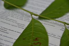 Tetragastris panamensis