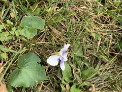 Viola sororia priceana