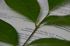 Tetragastris panamensis