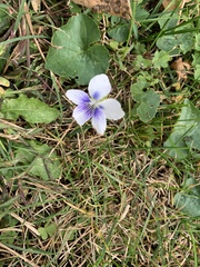 Viola sororia priceana