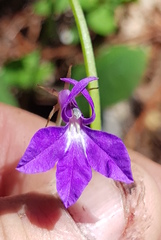 Lobelia setulosa