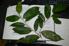 Lacistema aggregatum